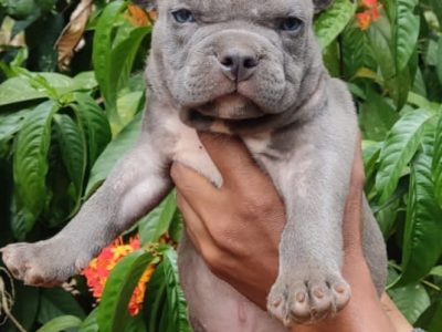 American bully