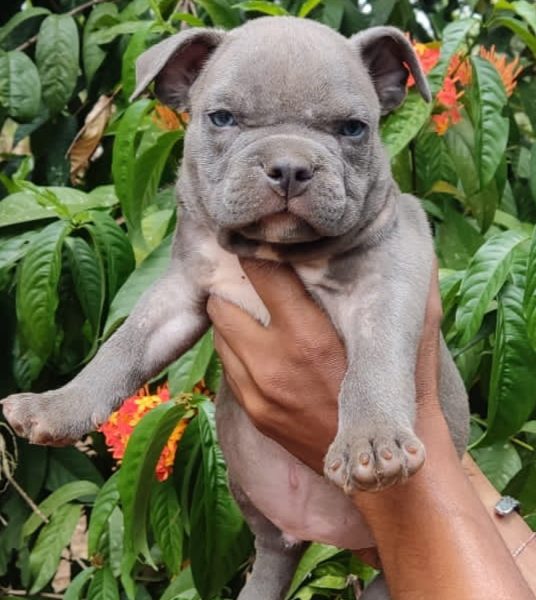 American bully