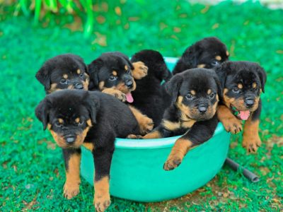 Rottweiler;