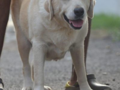 Labrador