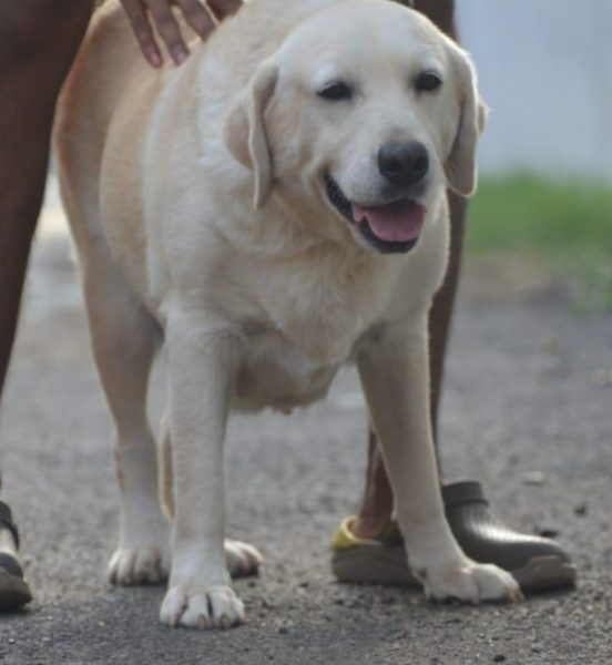 Labrador