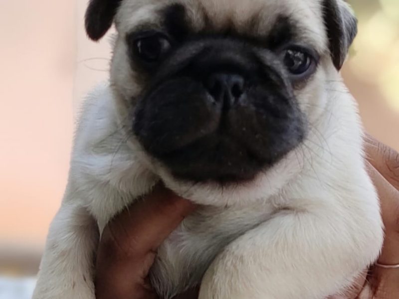 Pug