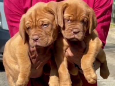 French mastiff