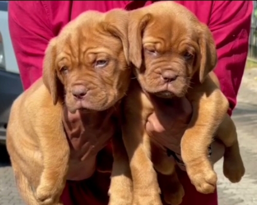 French mastiff