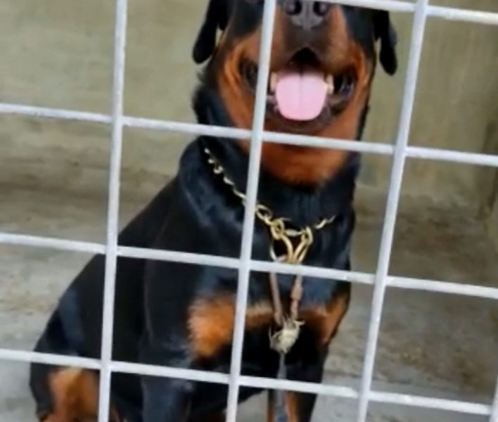 Rottweiler