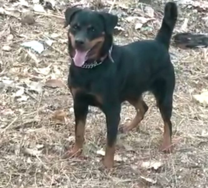 Rottweiler