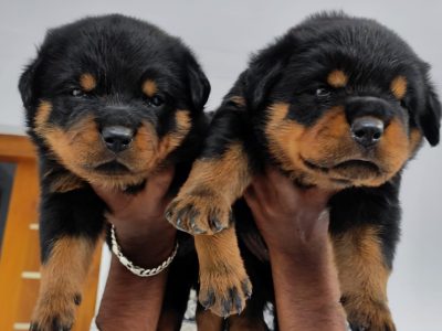 Rottweiler