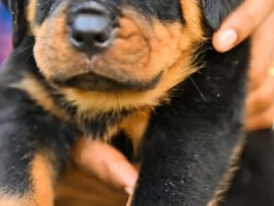 Rottweiler