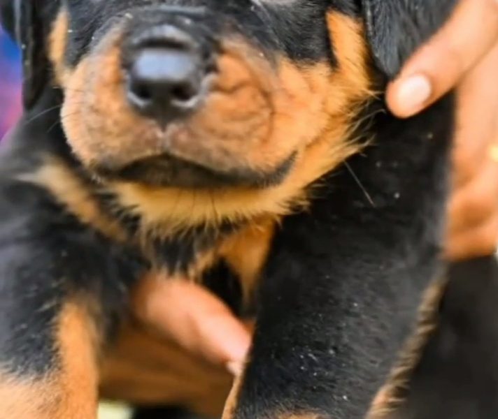 Rottweiler