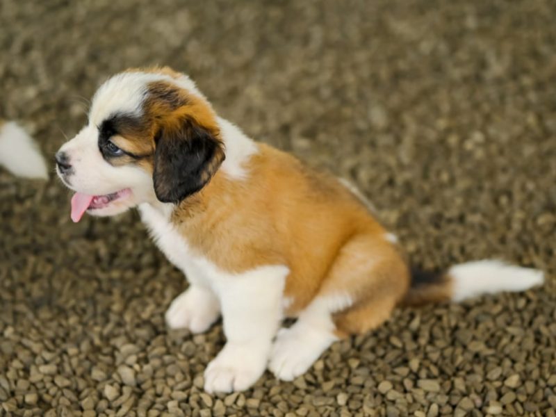 Saint bernard