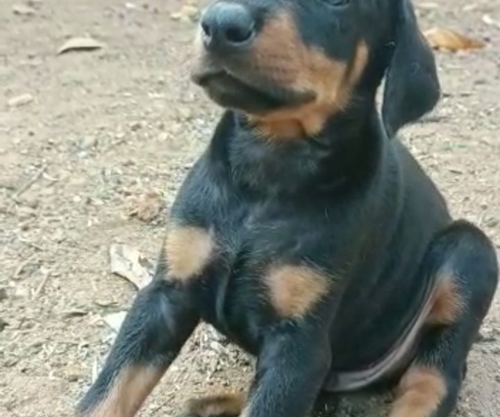 Doberman