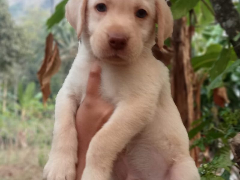 Labrador