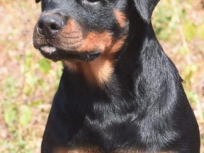 Rottweiler