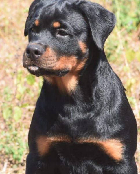 Rottweiler