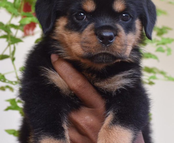 Rottweiler