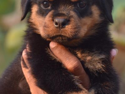 Rottweiler