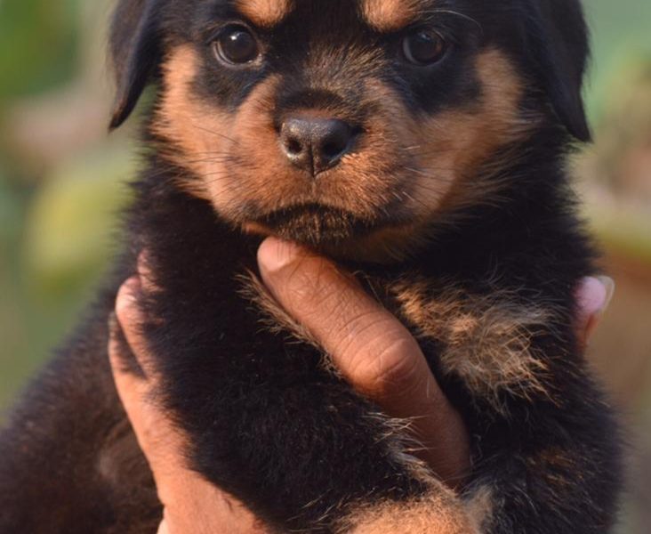 Rottweiler