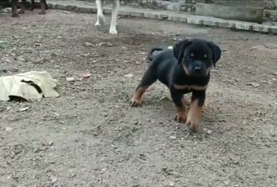 Rottweiler