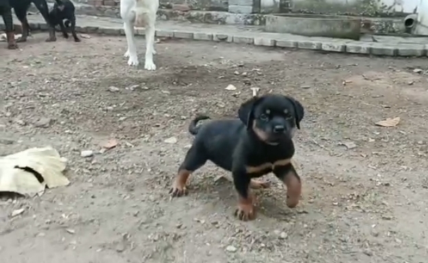 Rottweiler