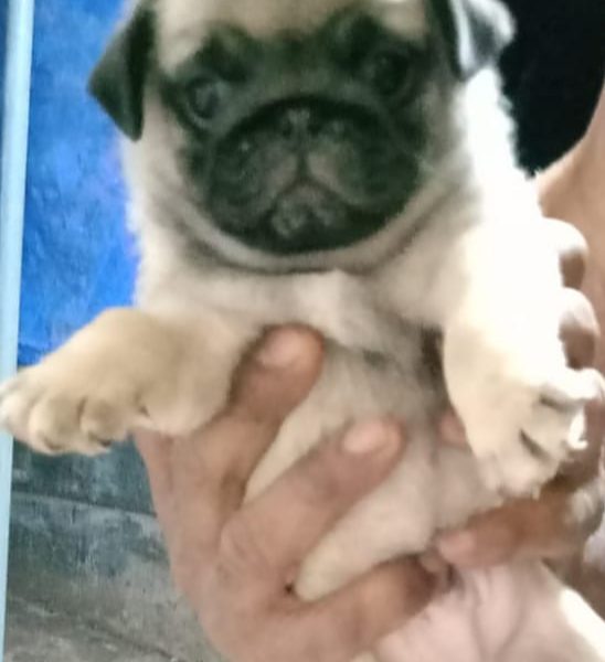 Pug