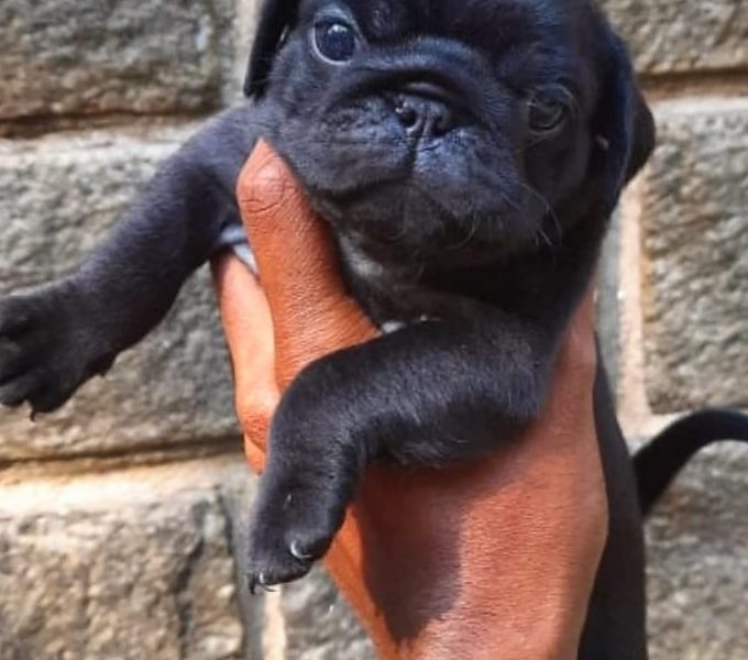 Pug