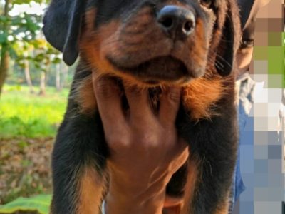 Rottweiler