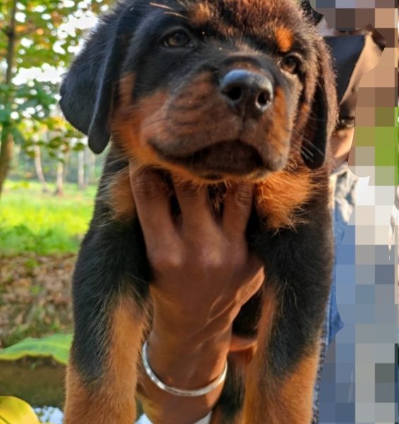 Rottweiler