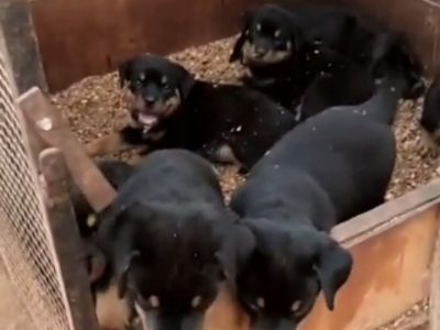 Rottweiler