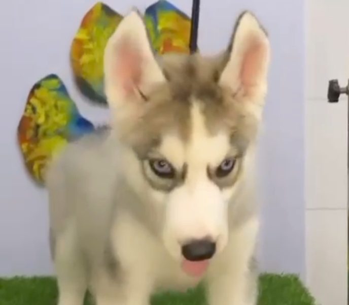 Husky