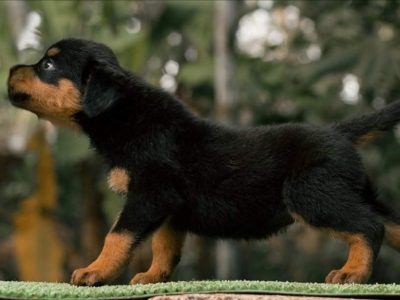 Rottweiler