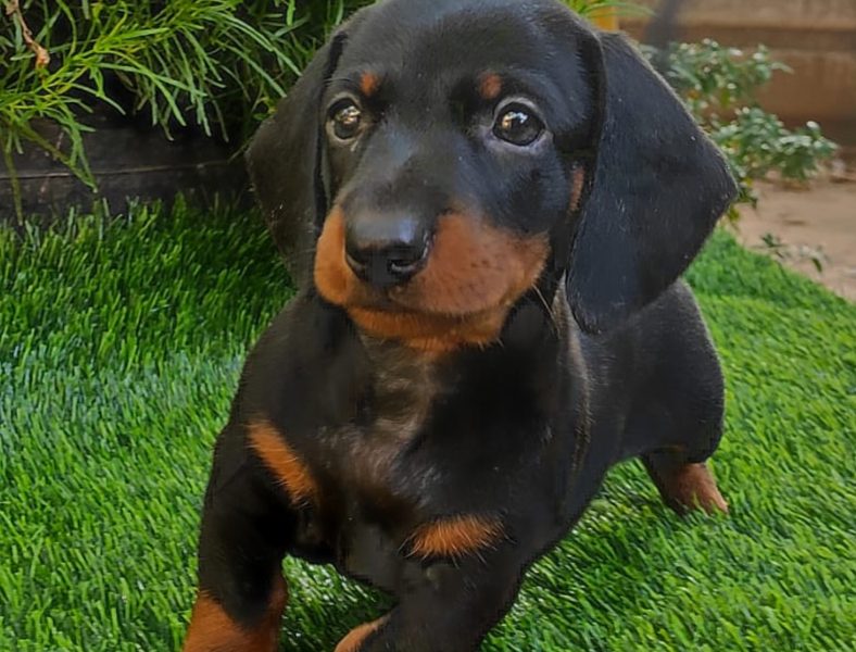 Dachshund