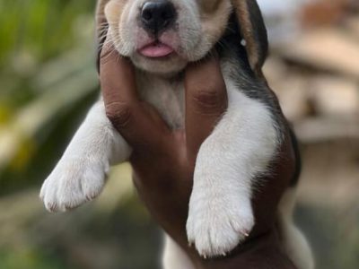 Beagle