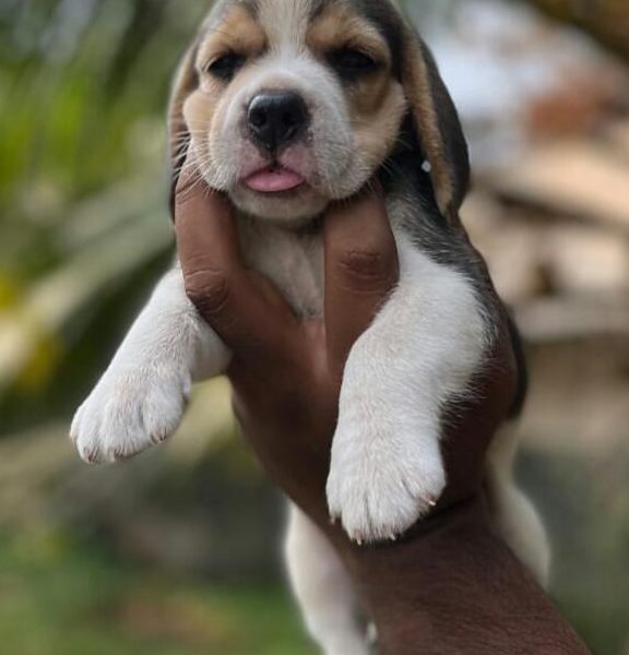 Beagle