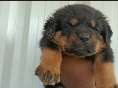 Rottweiler