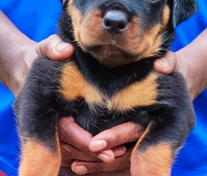 Rottweiler