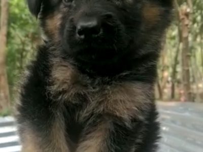 German shepherd