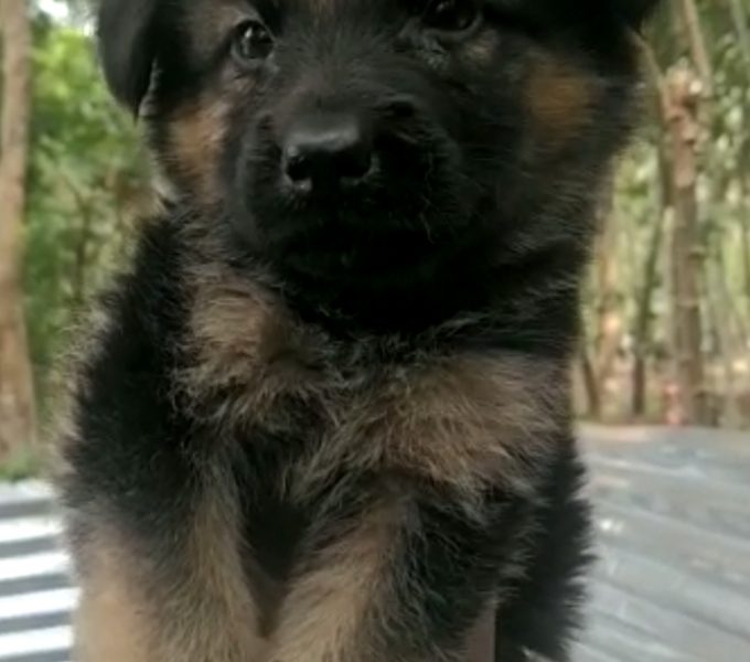 German shepherd