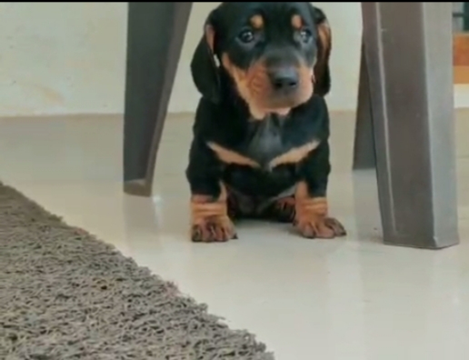 Dachshund