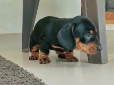 Dachshund