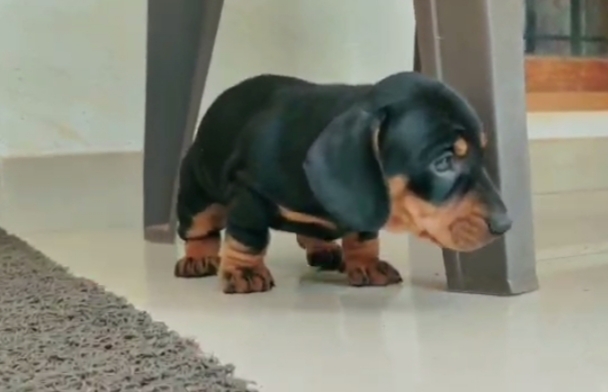 Dachshund