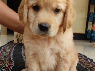 Golden retriever