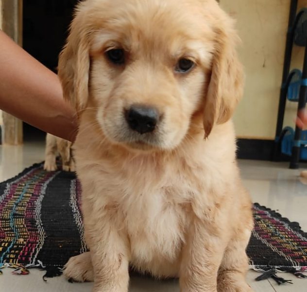 Golden retriever