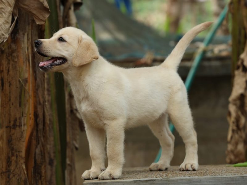 Labrador