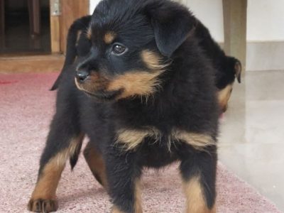 Rottweiler