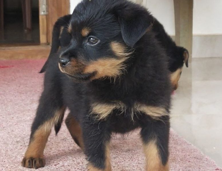 Rottweiler