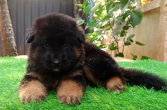 German shepherd