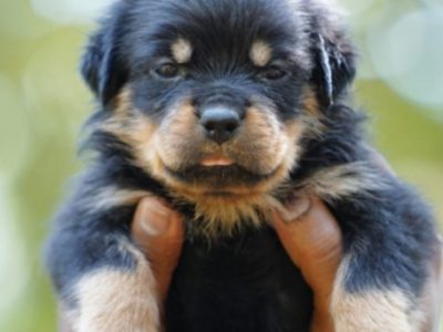 Rottweiler