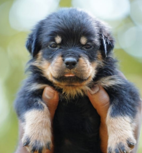 Rottweiler