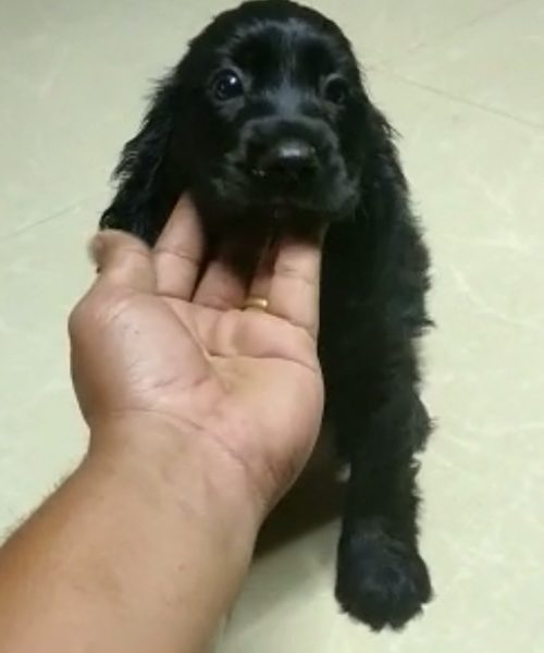 Cocker spaniel