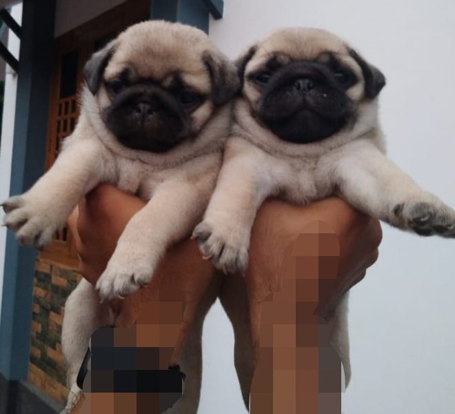 Pug